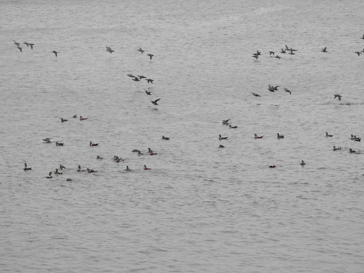 Harlequin Duck - ML644630024