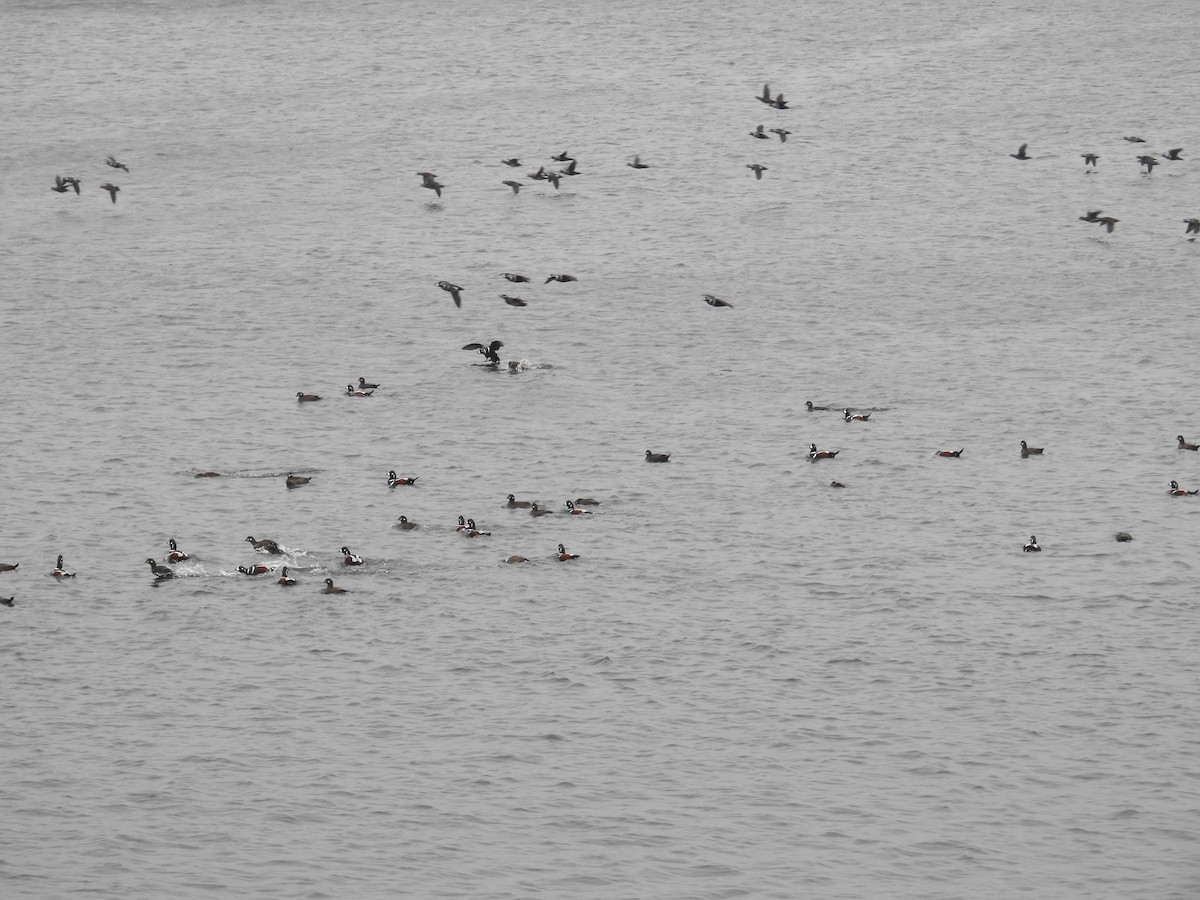 Harlequin Duck - ML644630027