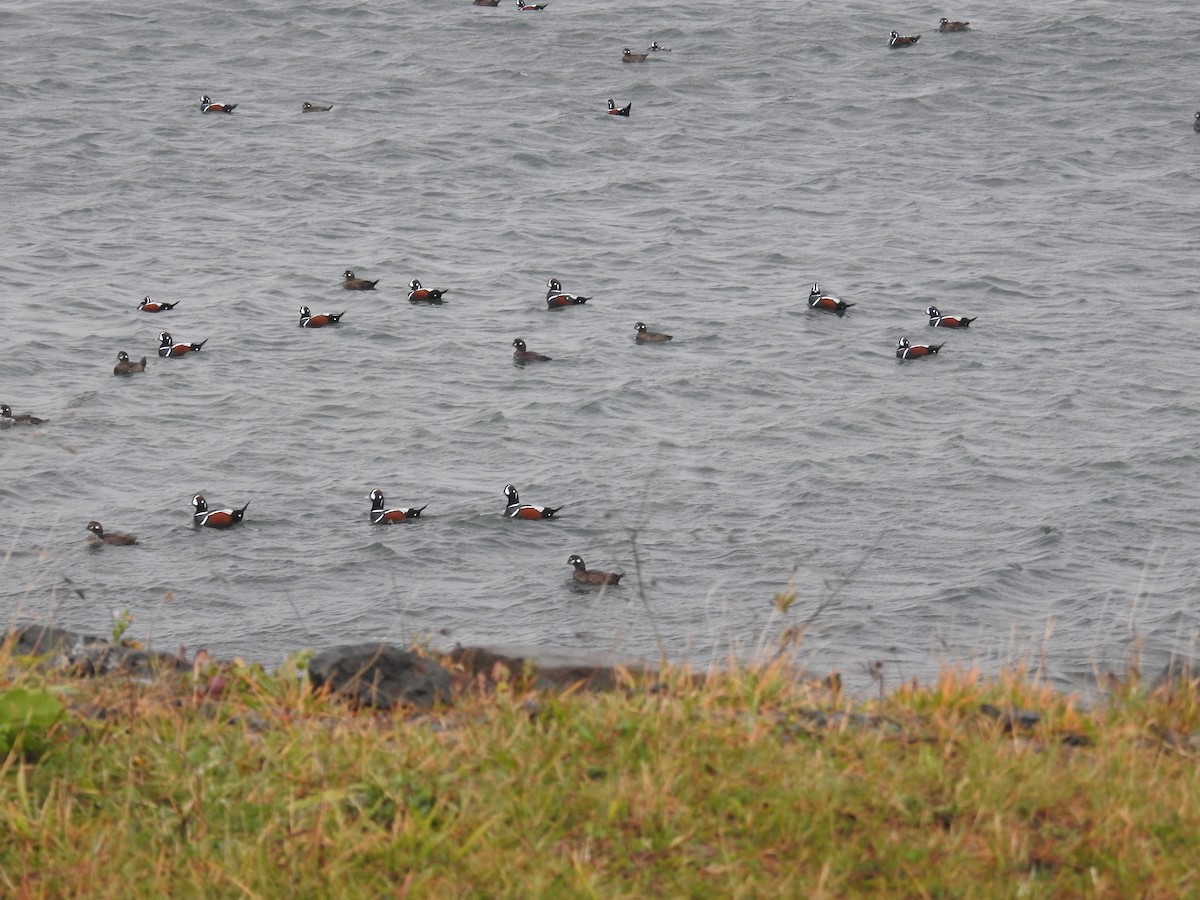 Harlequin Duck - ML644630030