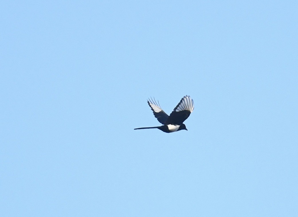 Black-billed Magpie - ML644630032