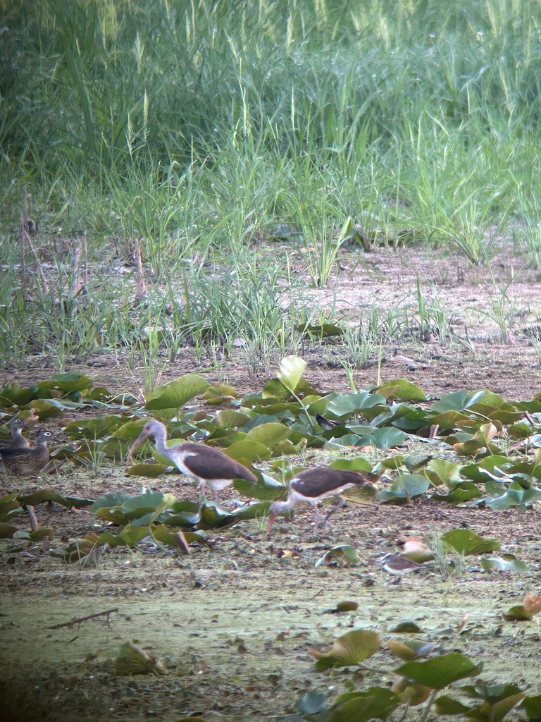 White Ibis - ML644630040
