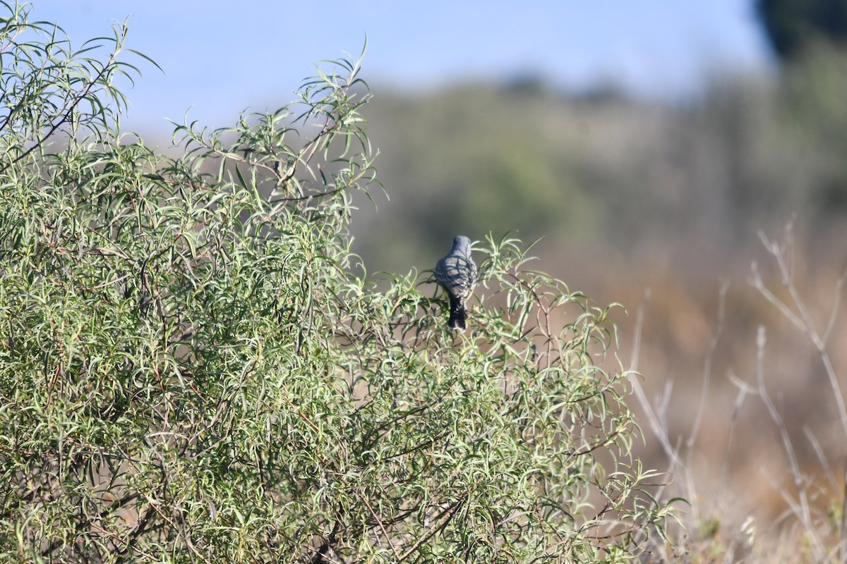 Cassin's Kingbird - ML644630042