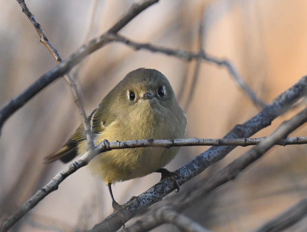 Ruby-crowned Kinglet - ML644630048