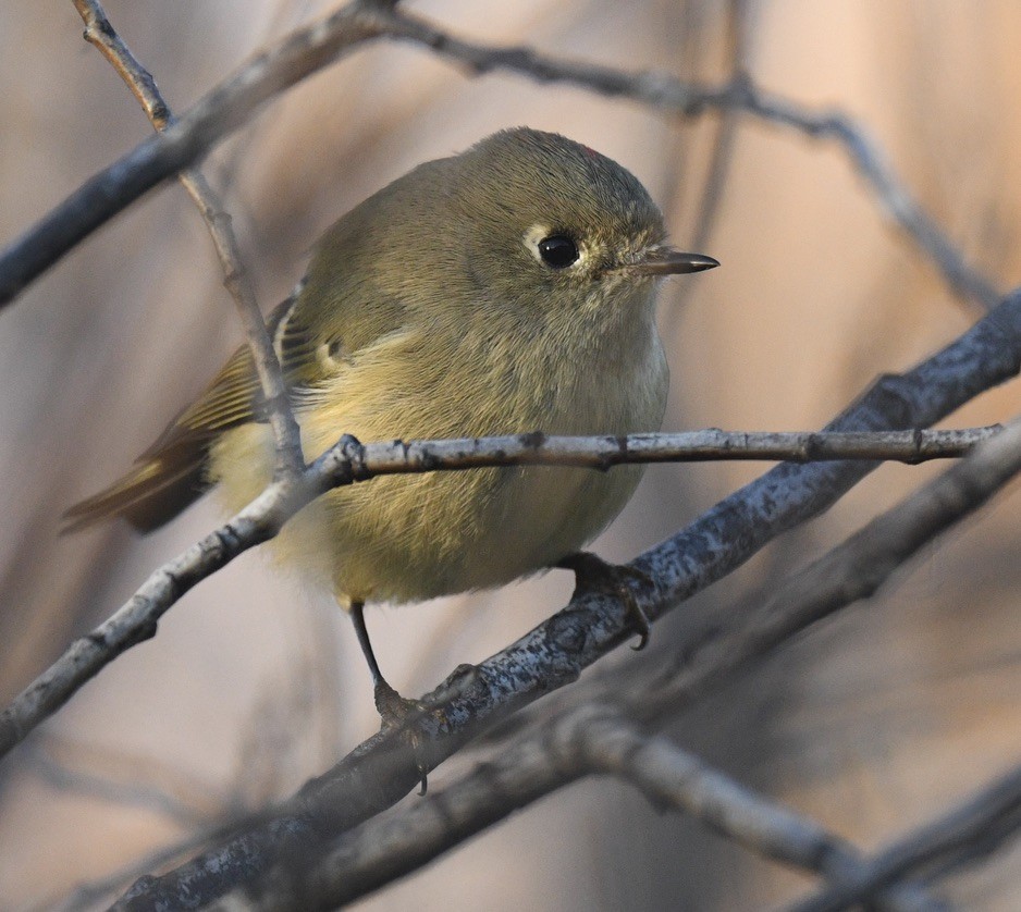 Ruby-crowned Kinglet - ML644630049