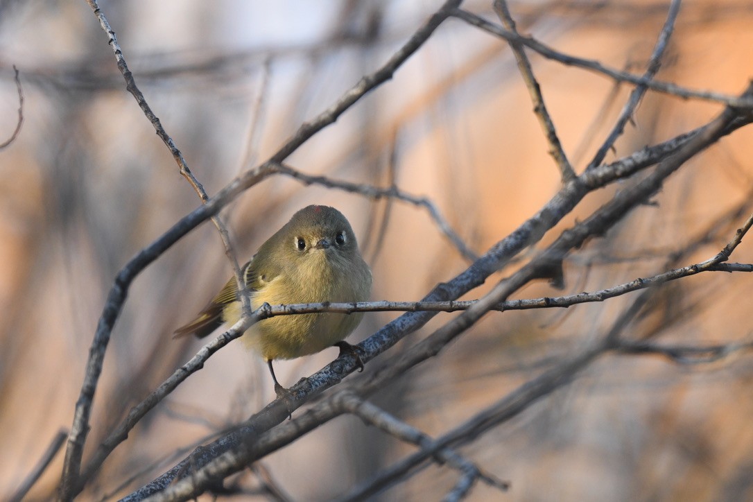 Ruby-crowned Kinglet - ML644630050