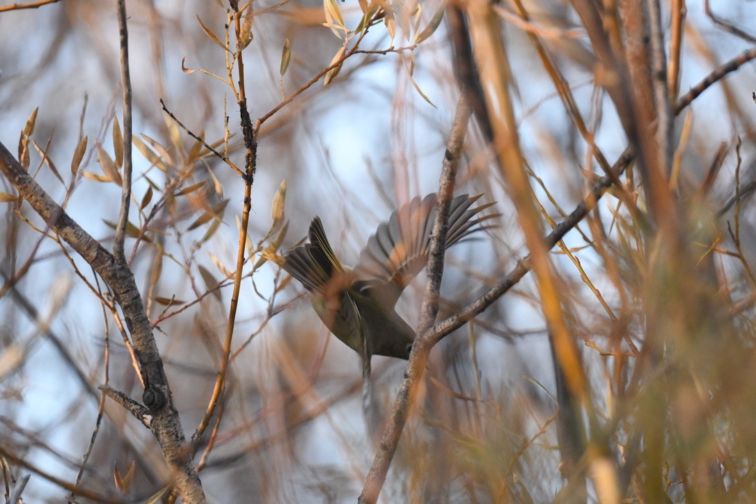 Ruby-crowned Kinglet - ML644630051