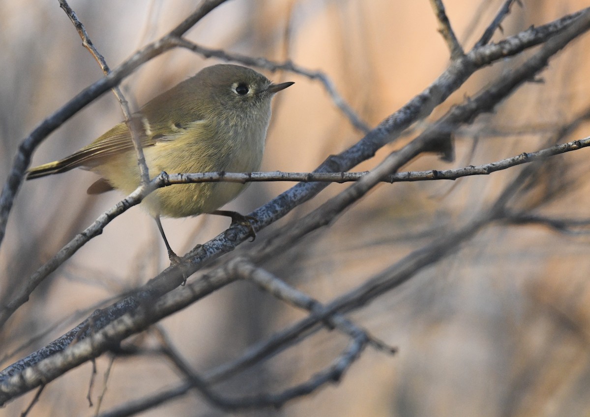 Ruby-crowned Kinglet - ML644630052