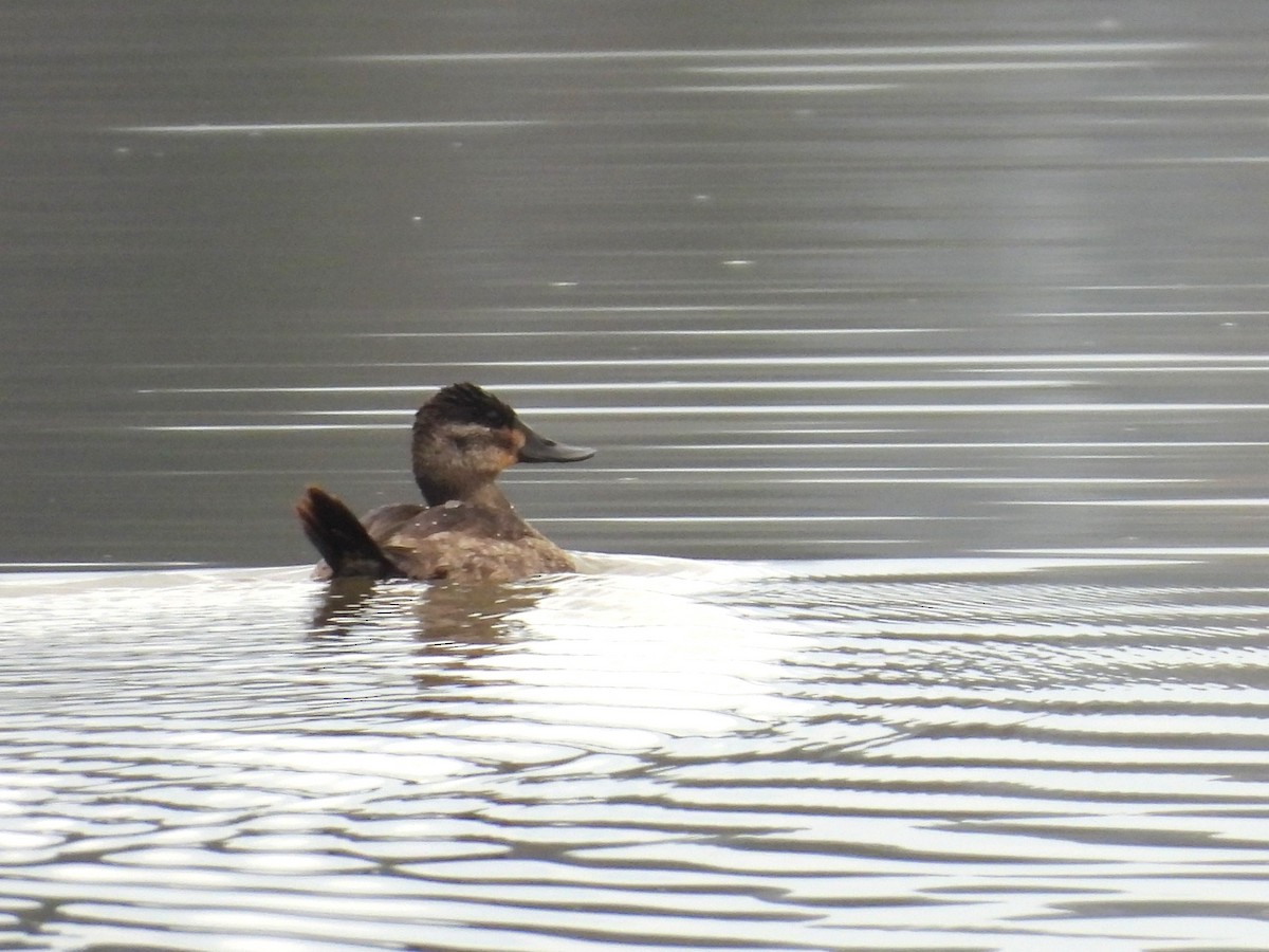 Amerika Dikkuyruğu - ML644630054