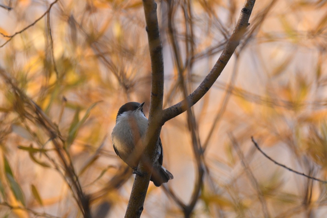 Pygmy Nuthatch - ML644630055