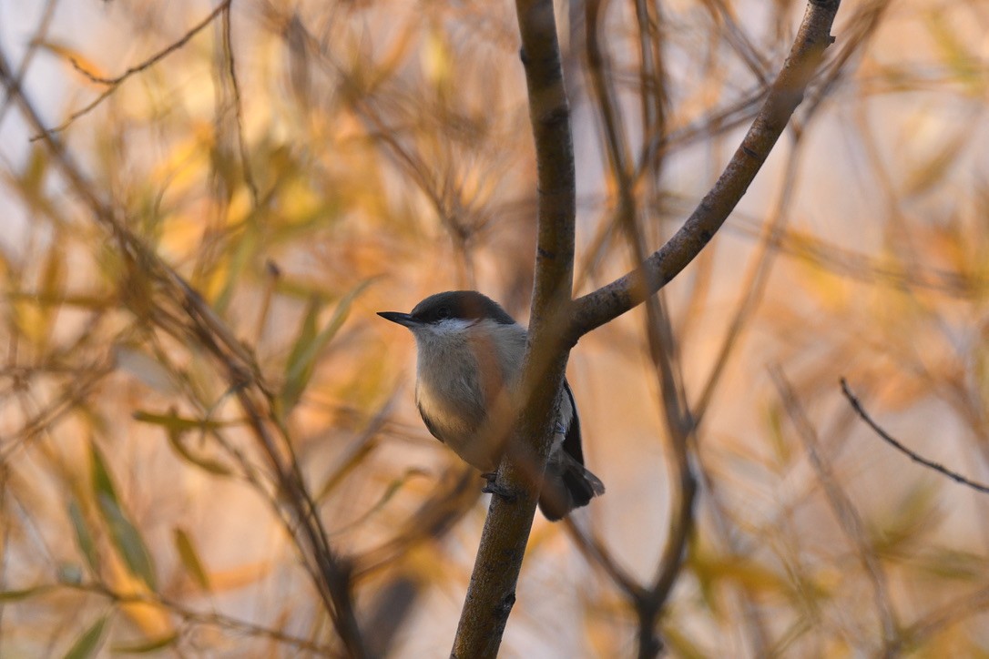 Pygmy Nuthatch - ML644630056