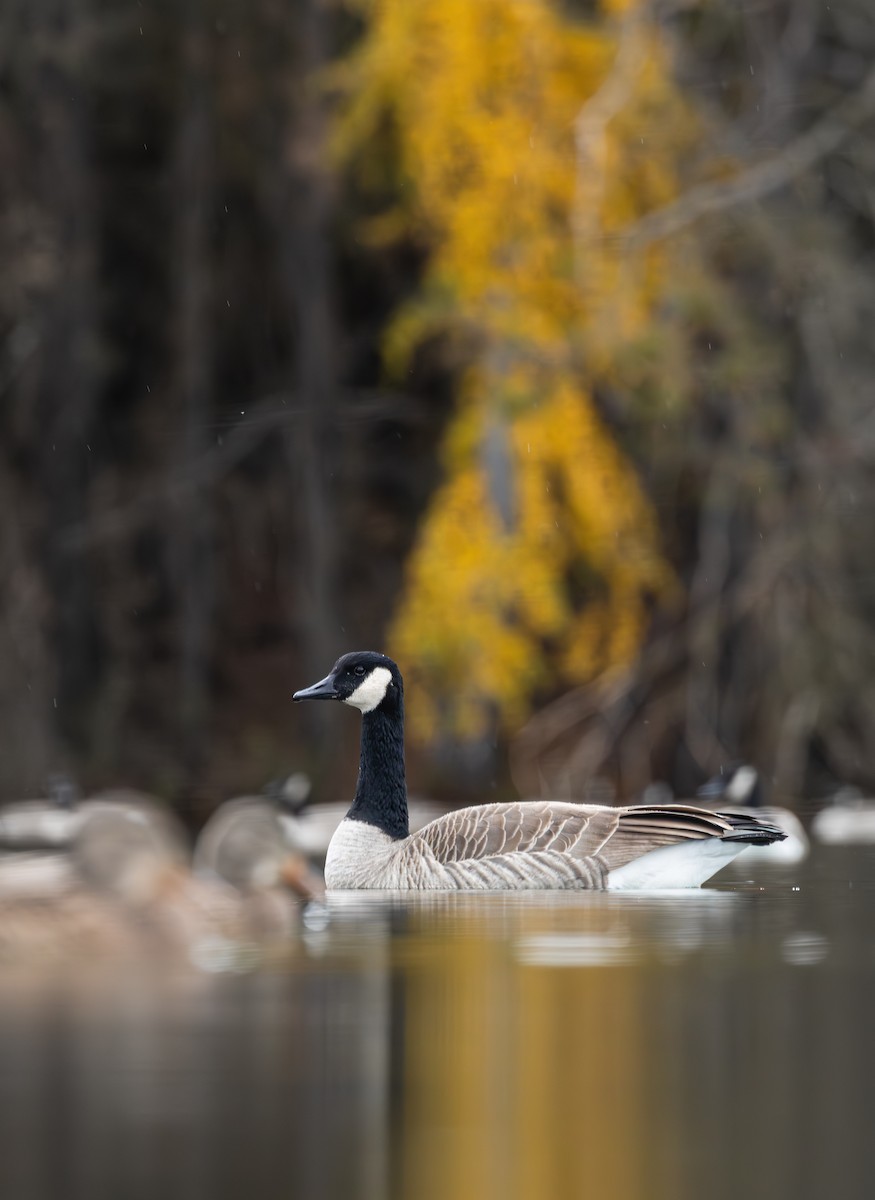 Canada Goose - ML644630061