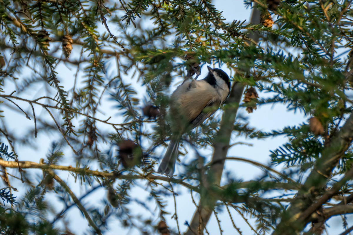 Carolina Chickadee - ML644630063