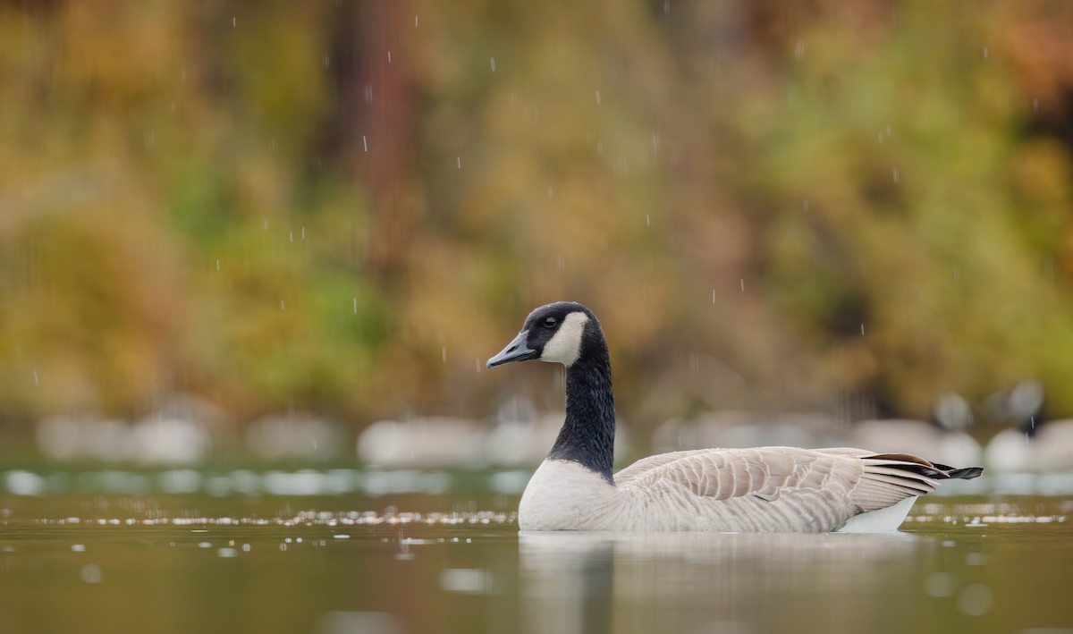 Canada Goose - ML644630066