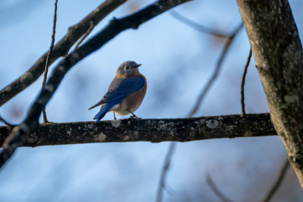 Eastern Bluebird - ML644630068