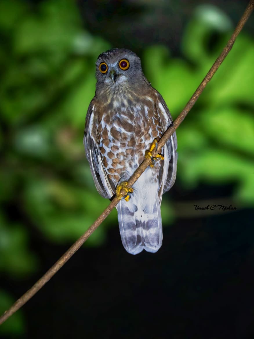 Brown Boobook - ML644630070