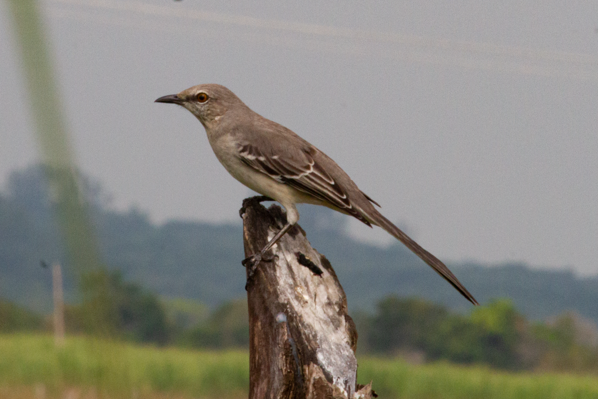 Tropical Mockingbird - ML644630073