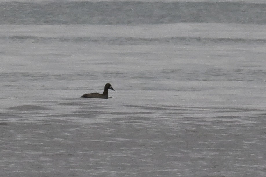 Blauflügelente - ML644630075