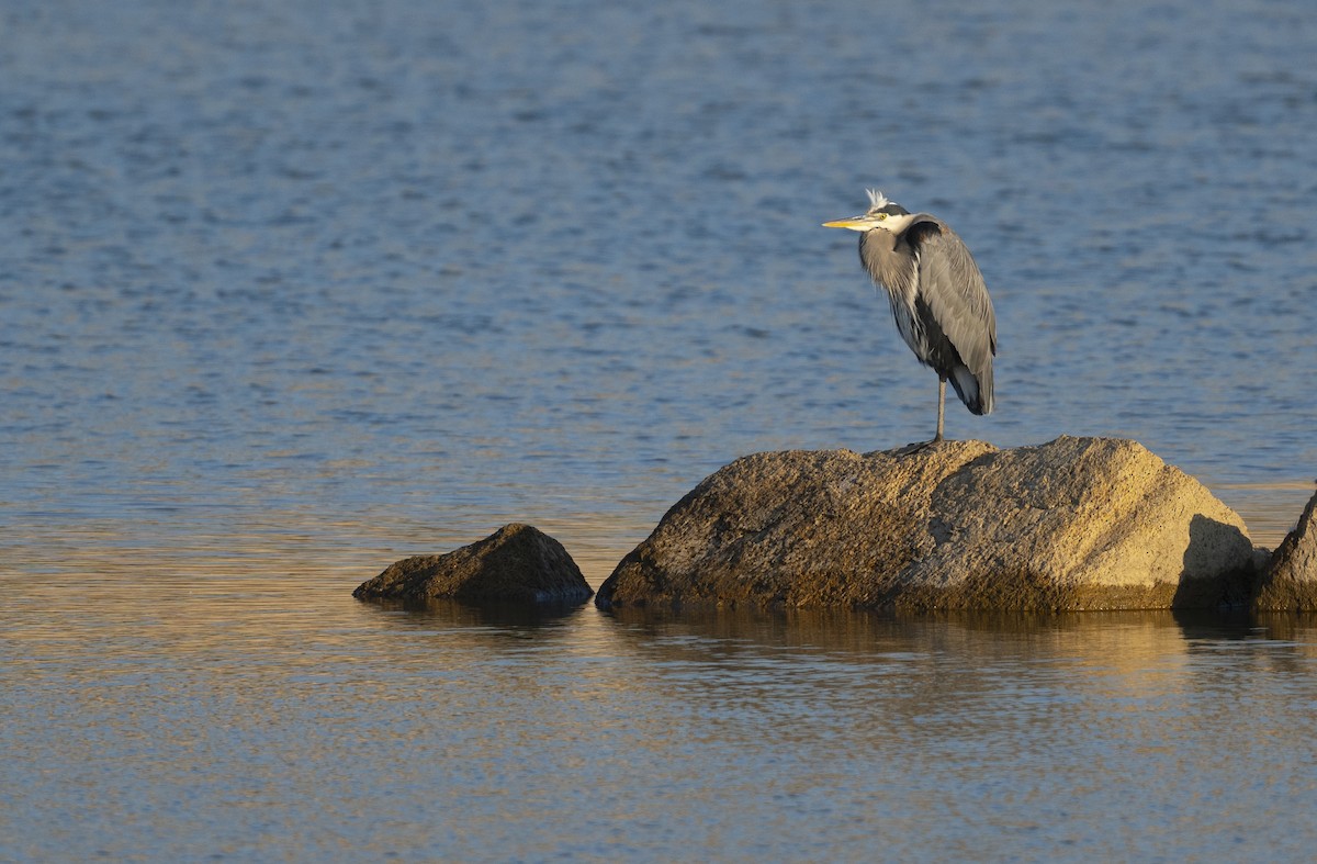 אנפה אמריקנית - ML644630076