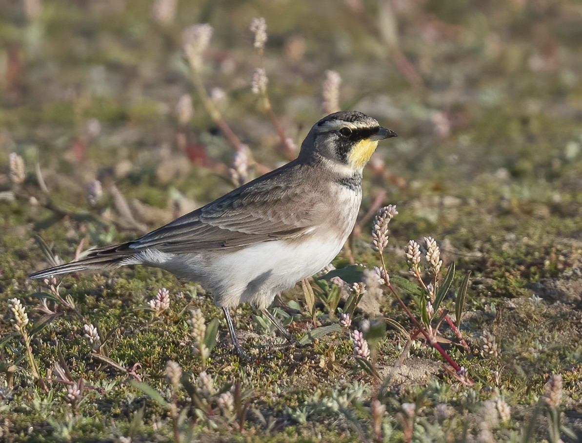 Horned Lark - ML644630085