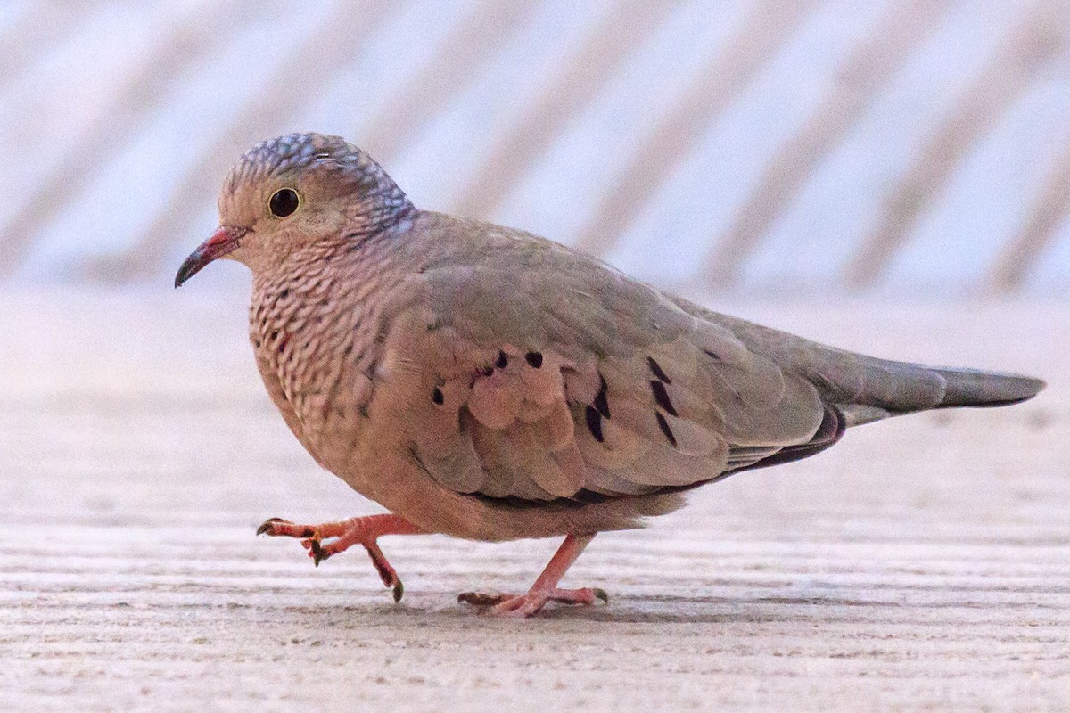 Common Ground Dove - ML644630088