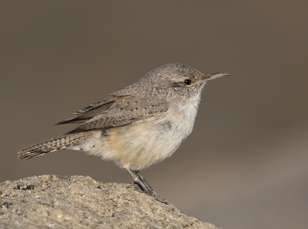 Rock Wren - ML644630093