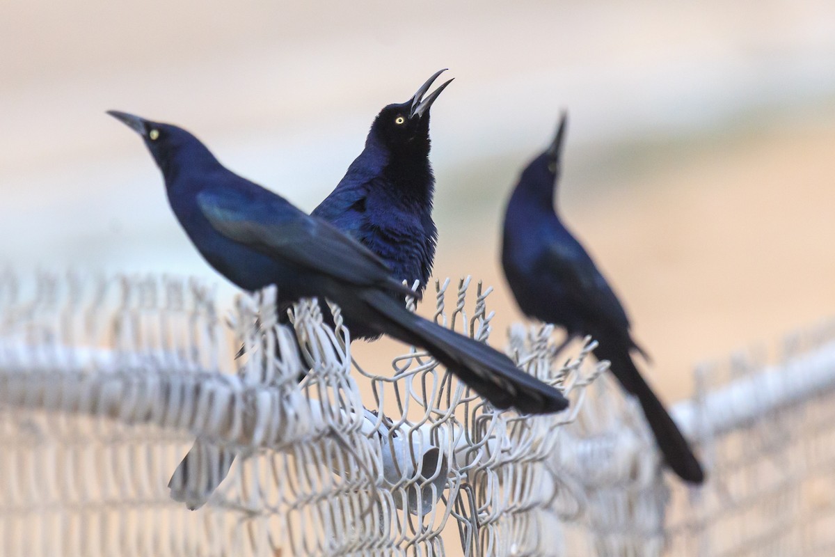 Great-tailed Grackle - ML644630099
