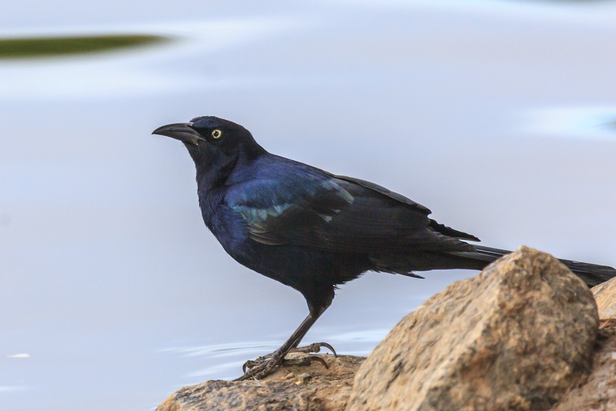 Great-tailed Grackle - ML644630106