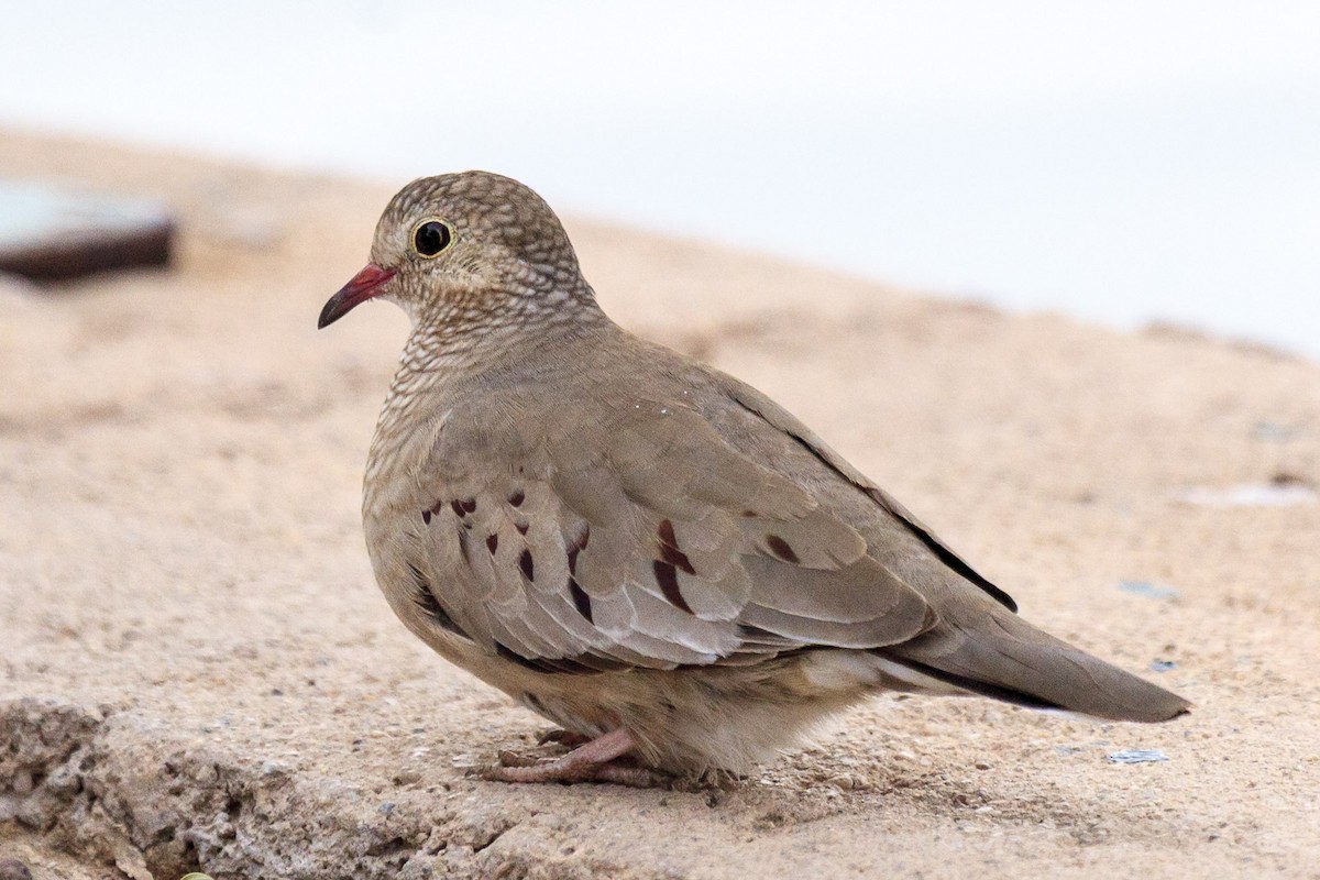 Common Ground Dove - ML644630112