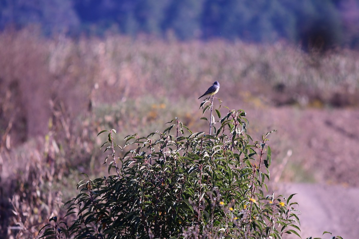 Cassin's Kingbird - ML644630116