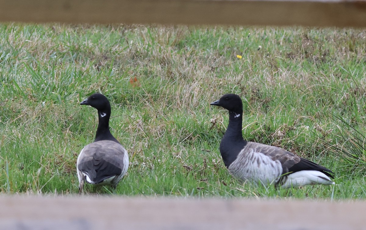 ringgås - ML644630117