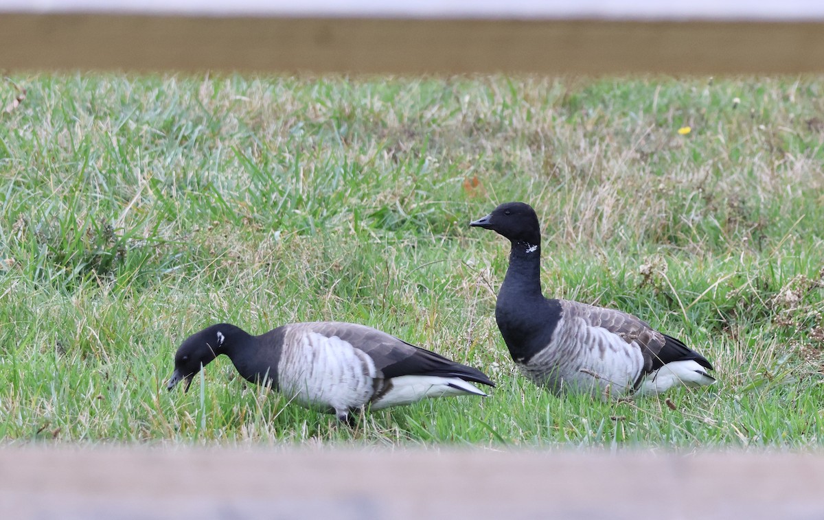 ringgås - ML644630119