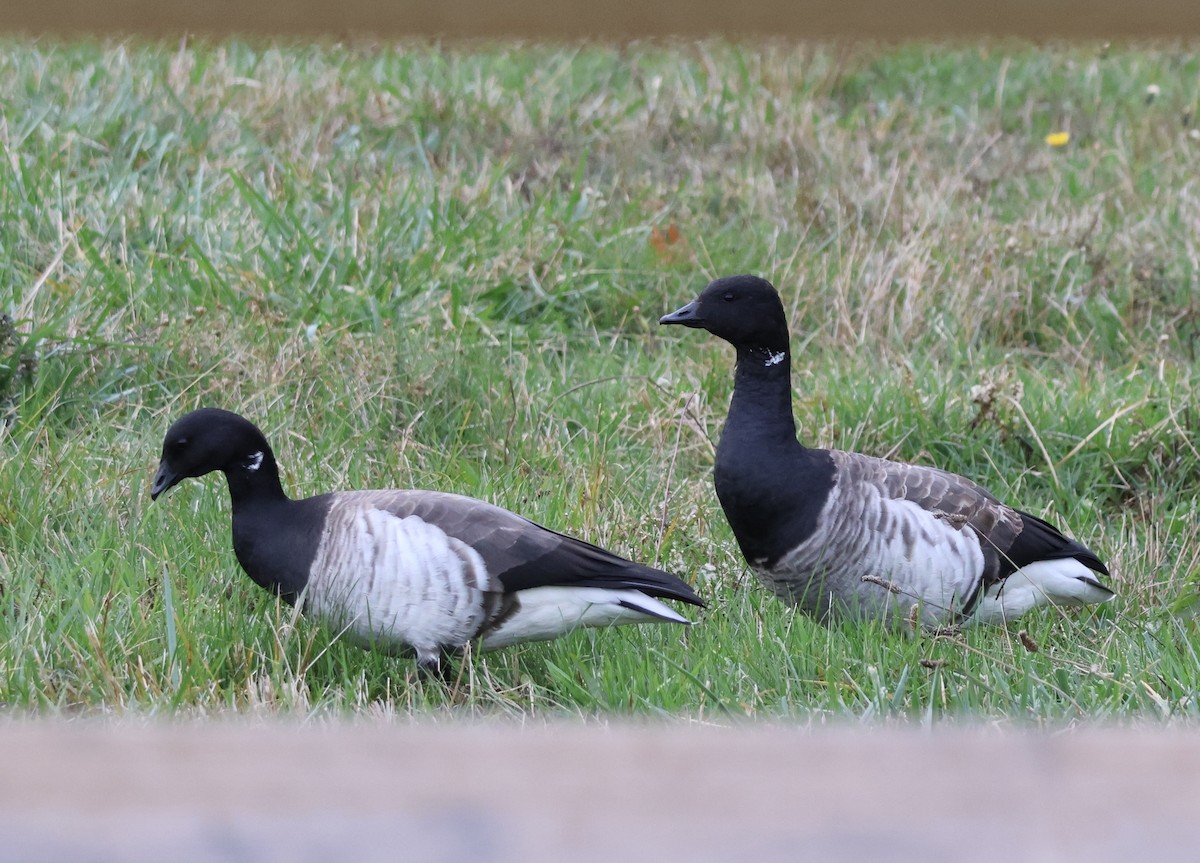 ringgås - ML644630120