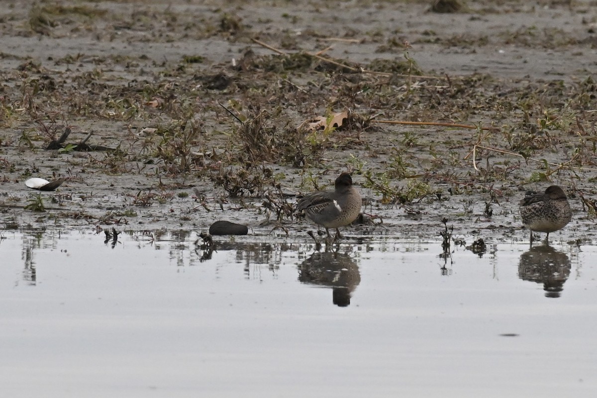 Green-winged Teal - ML644630123