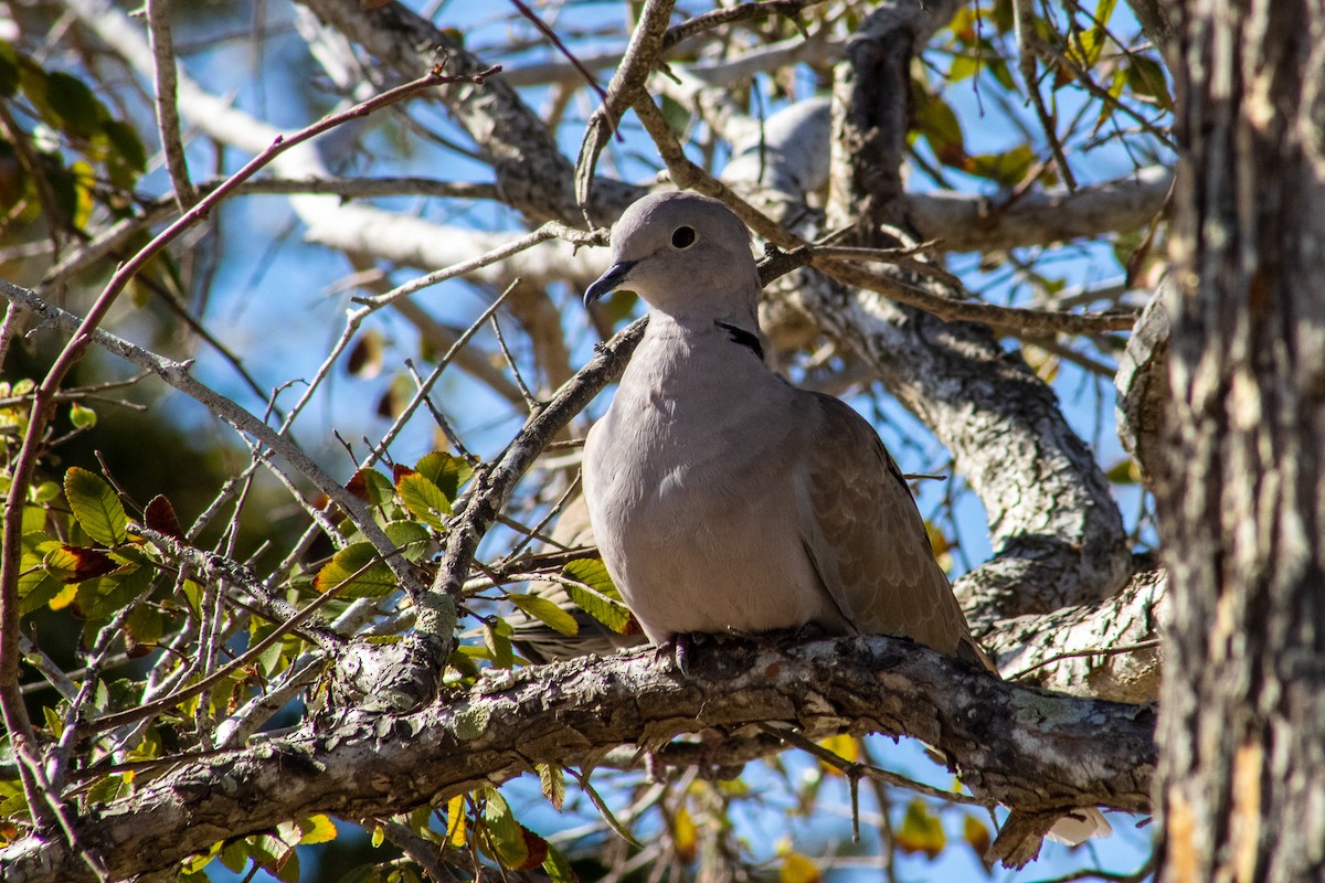 シラコバト - ML644630124
