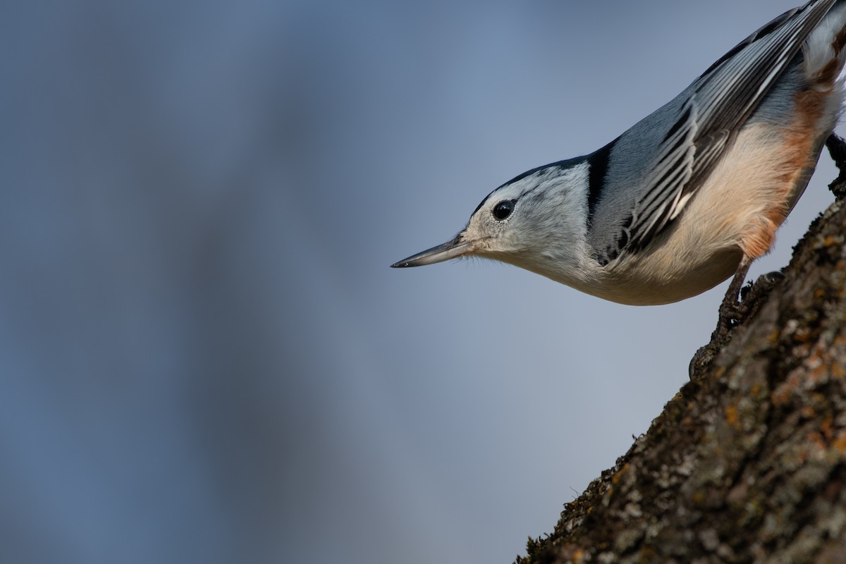 White-breasted Nuthatch - ML644630125