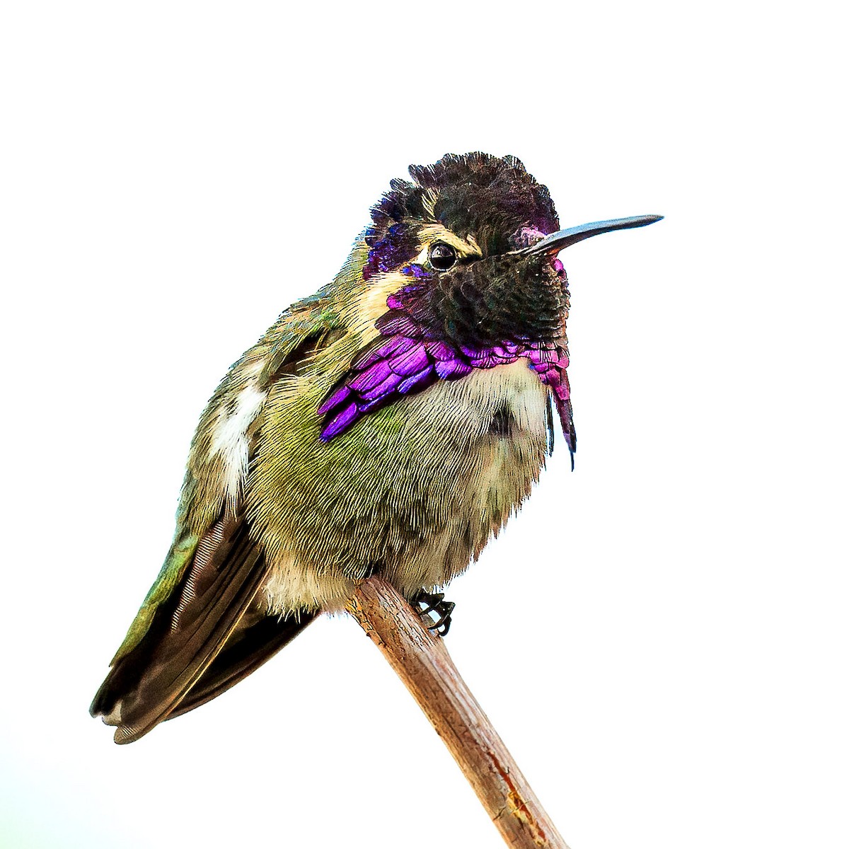 Фиалковый калипсо - ML644630126