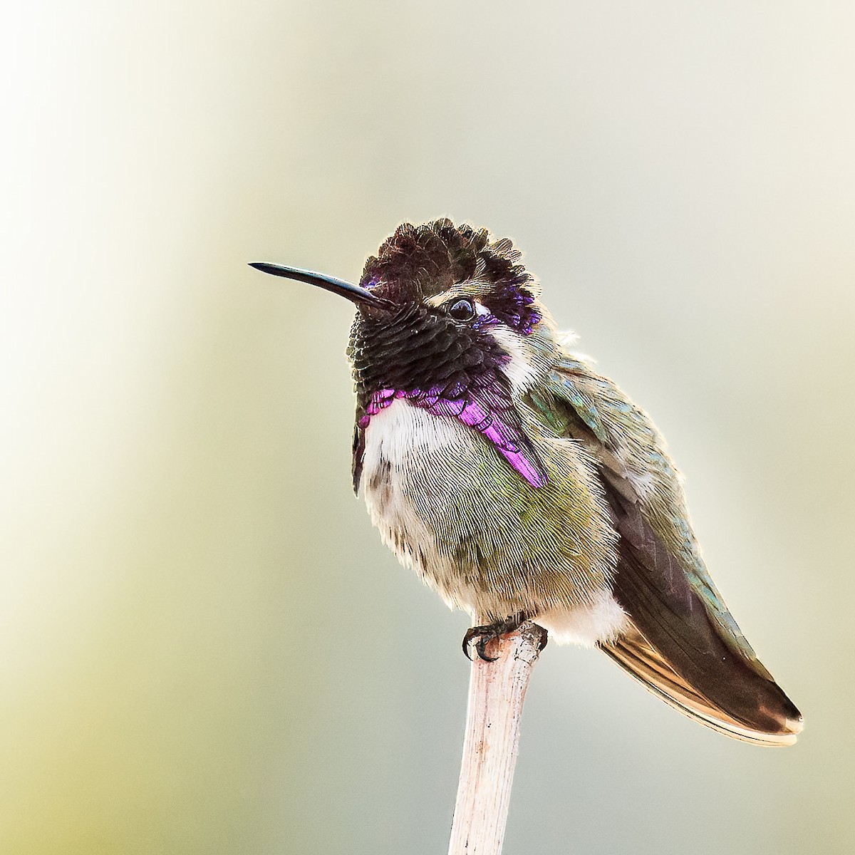 Фиалковый калипсо - ML644630127