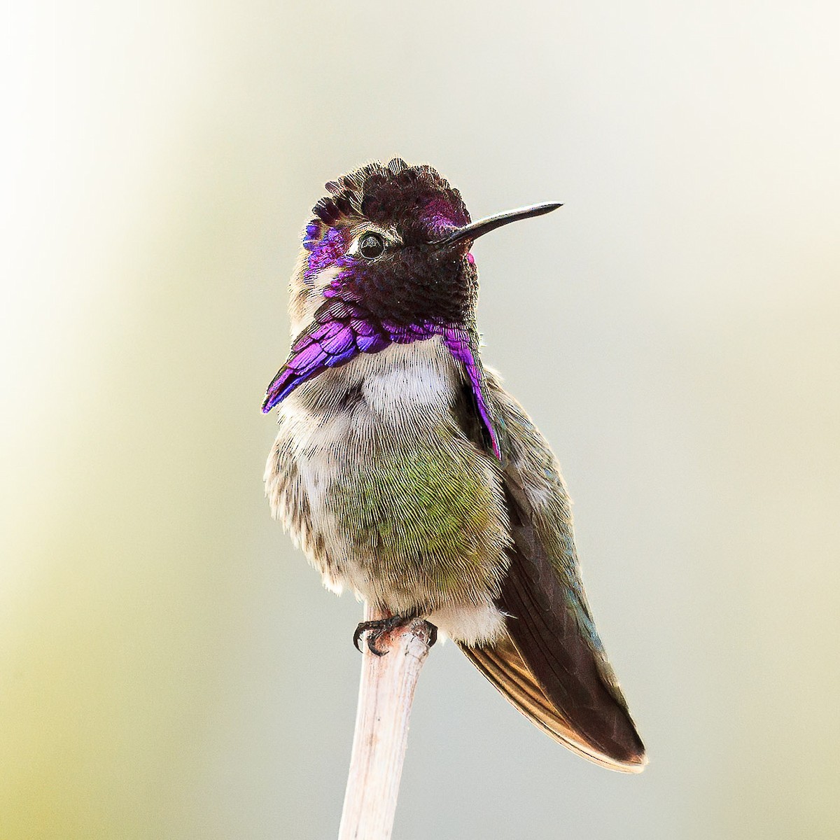 Фиалковый калипсо - ML644630128