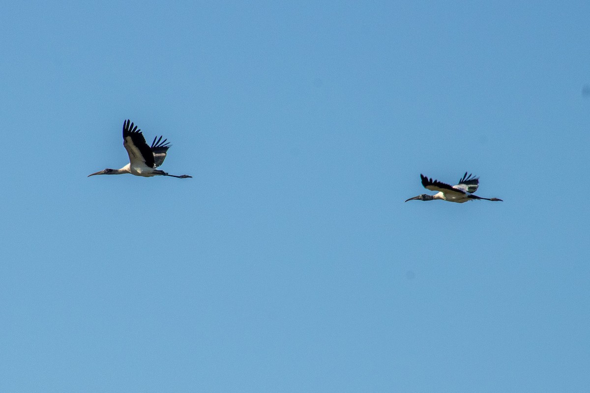 Wood Stork - ML644630135