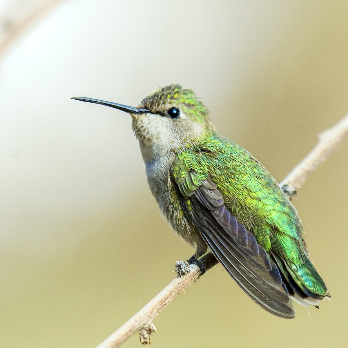 Фиалковый калипсо - ML644630140