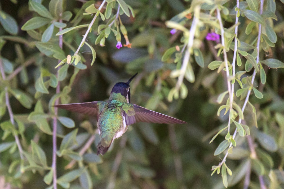 Фиалковый калипсо - ML644630141