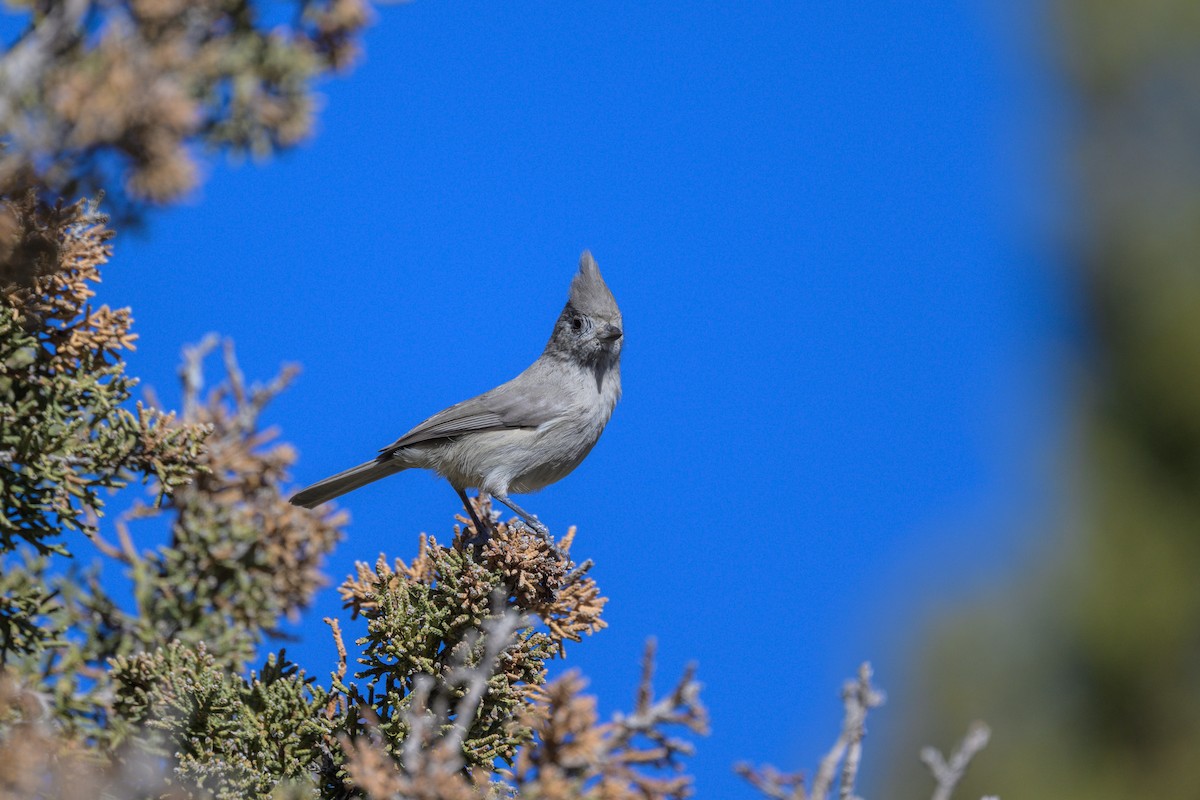 Ardıç Baştankarası - ML644630145