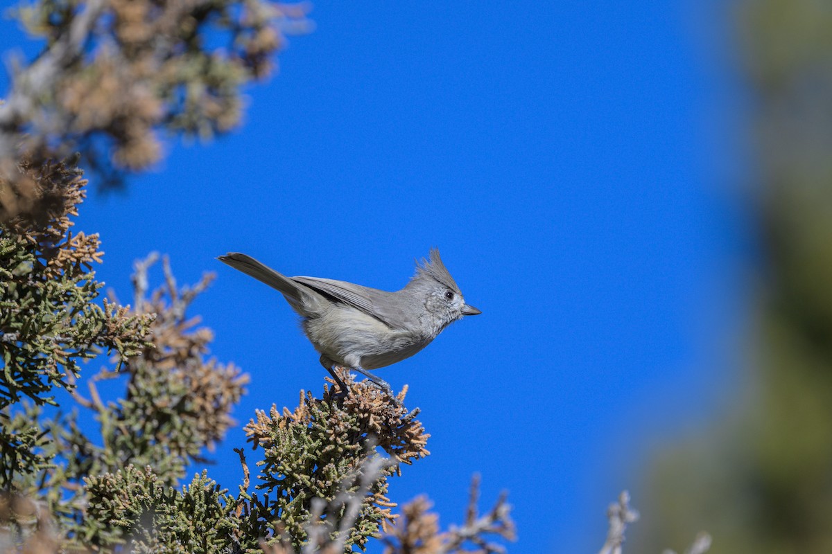 Ardıç Baştankarası - ML644630146