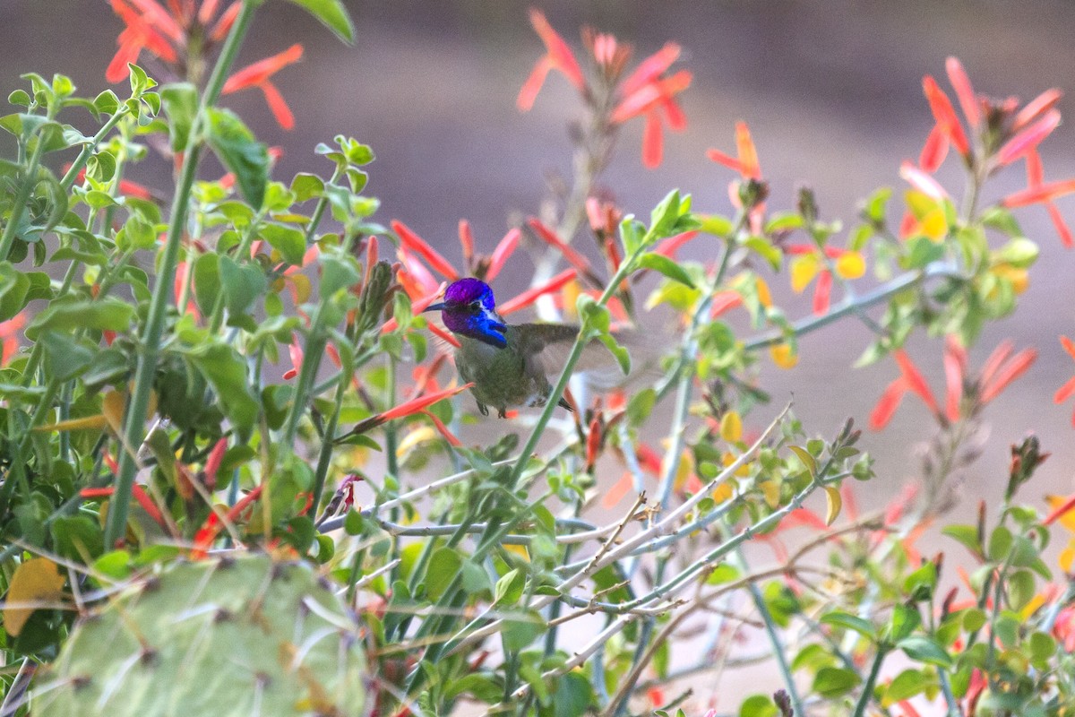 Фиалковый калипсо - ML644630153