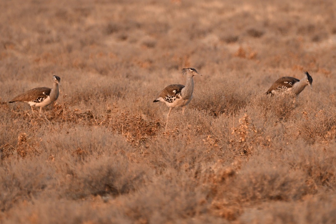 Kori Toyu - ML644630157