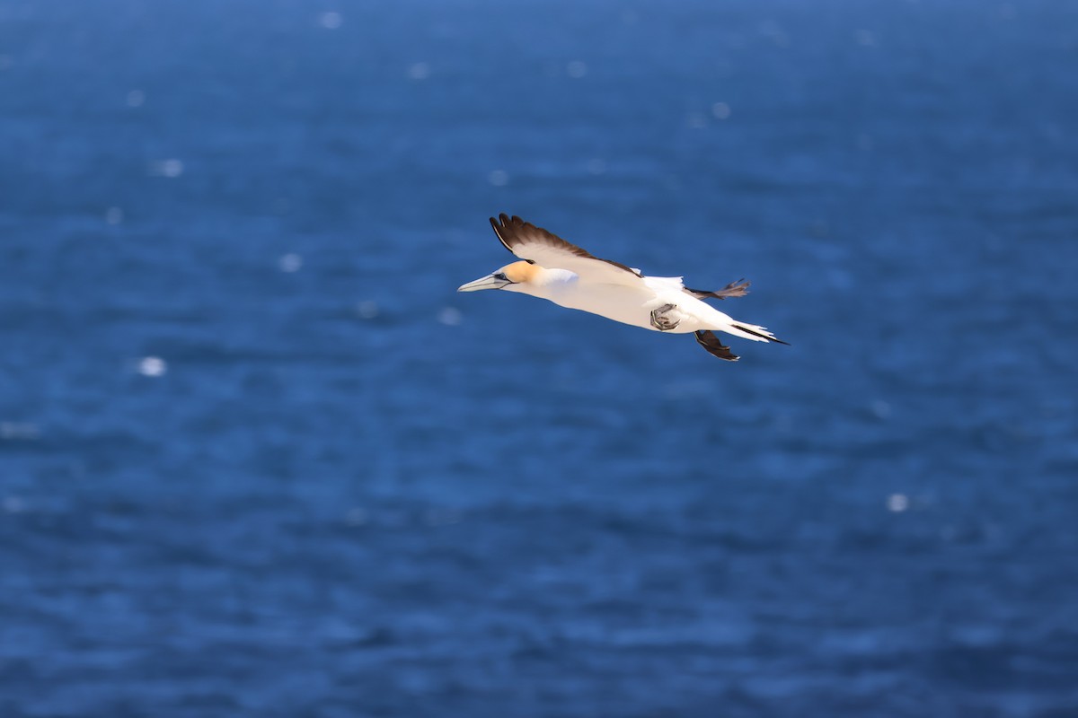 Australasian Gannet - ML644630168
