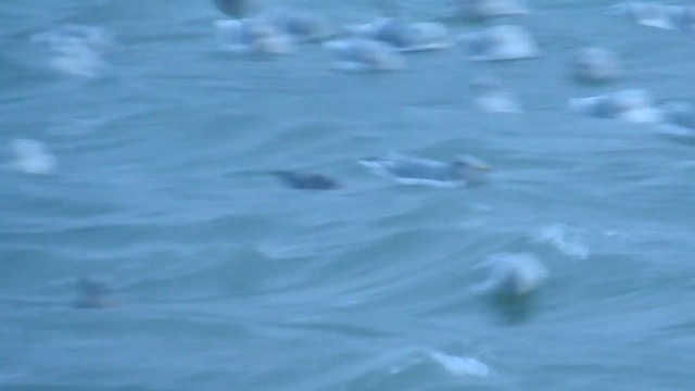 Larus sp. - ML644630169