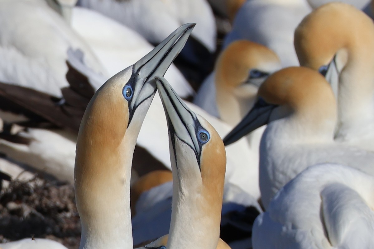 Australasian Gannet - ML644630171
