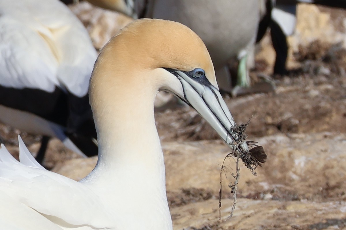Australasian Gannet - ML644630180