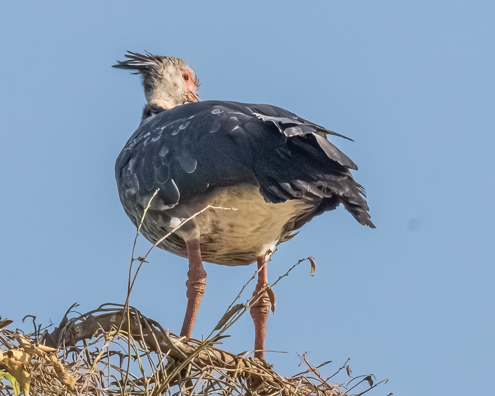 Southern Screamer - ML644630181